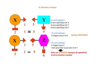 B. Réactions croisées
Un anti épitope :
3 réagira avec X et Y
Un anti épitope :
2 sera spécifique de X
4 sera spécifique de Y
6 sera spécifique de Z
Épitope IDENTIQUE
Un anti épitope :
3 réagira avec X et Y
Un anti épitope :
5 réagira avec Z
mais peut être aussi avec X et Y
Donc un APPARENT manque de spécificité
(c’est la réaction croisée)
Épitope IDENTIQUE
 