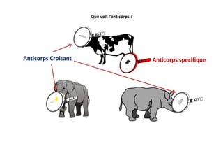 Que voit l’anticorps ?
Anticorps specifiqueAnticorps Croisant
 