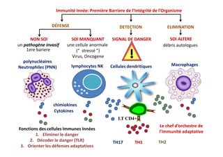 Immunité Innée: Première Barriere de l’Intégrité de l’Organisme
polynucléaires
Neutrophiles (PNN)
NON SOI
un pathogène invasif
SOI MANQUANT
une cellule anormale
(“ stressé ”)
Virus, Oncogene
lymphocytes NK
DÉFENSE ELIMINATION
Macrophages
DETECTION
Cellules dendritiques
débris autologues
SOI ALTERESIGNAL DE DANGER
1ere bariere
chimiokines
Cytokines
TH17 TH1 TH2
Le chef d’orchestre de
l’Immunité adaptative
Fonctions des cellules Immunes Innées
1. Eliminer le danger
2. Décoder le danger (TLR)
3. Orienter les défenses adaptatives
LT CD4+
 