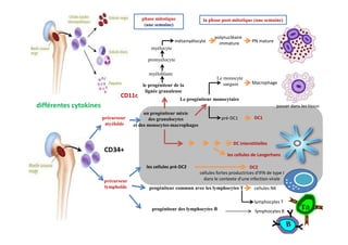 un progéniteur mixte
des granulocytes
et des monocytes-macrophages
le progéniteur de la
lignée granuleuse
myéloblaste
myélocyte
promyélocyte
métamyélocyte
polynucléaire
immature PN mature
phase mitotique
(une semaine)
la phase post-mitotique (une semaine)
différentes cytokines
Le progéniteur monocytaire
Le monocyte
sanguin
passer dans les tissus
précurseur
myéloïde
pré-DC1 DC1
Macrophage
CD11c
un progéniteur mixte
des granulocytes
et des monocytes-macrophages
progéniteur commun avec les lymphocytes T
précurseur
myéloïde
DC interstitielles
les cellules de Langerhans
précurseur
lymphoïde
lymphocytes T
lymphocytes B
cellules NK
les cellules pré-DC2
progéniteur des lymphocytes B
DC2
CD34+
cellules fortes productrices d'IFN de type I
dans le contexte d'une infection virale
Tab
 