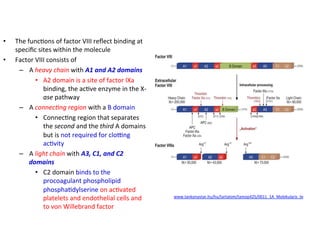• The 
func<ons 
of 
factor 
VIII 
reflect 
binding 
at 
specific 
sites 
within 
the 
molecule 
• Factor 
VIII 
consists 
of 
– A 
heavy 
chain 
with 
A1 
and 
A2 
domains 
• A2 
domain 
is 
a 
site 
of 
factor 
IXa 
binding, 
the 
ac<ve 
enzyme 
in 
the 
X-­‐ 
ase 
pathway 
– A 
connec3ng 
region 
with 
a 
B 
domain 
• Connec<ng 
region 
that 
separates 
the 
second 
and 
the 
third 
A 
domains 
but 
is 
not 
required 
for 
cloZng 
ac<vity 
– A 
light 
chain 
with 
A3, 
C1, 
and 
C2 
domains 
• C2 
domain 
binds 
to 
the 
procoagulant 
phospholipid 
phospha<dylserine 
on 
ac<vated 
platelets 
and 
endothelial 
cells 
and 
to 
von 
Willebrand 
factor 
www.tankonyvtar.hu/hu/tartalom/tamop425/0011_1A_Molekularis_te 
 