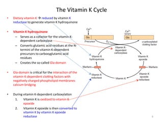 The 
Vitamin 
K 
Cycle 
• Dietary 
vitamin 
K 
à 
reduced 
by 
vitamin 
K 
reductase 
to 
generate 
vitamin 
K 
hydroquinone 
• Vitamin 
K 
hydroquinone 
– Serves 
as 
a 
cofactor 
for 
the 
vitamin 
K-­‐ 
dependent 
carboxylase 
– Converts 
glutamic 
acid 
residues 
at 
the 
N-­‐ 
termini 
of 
the 
vitamin 
K-­‐dependent 
precursors 
to 
carboxyglutamic 
acid 
residues 
– Creates 
the 
so-­‐called 
Gla-­‐domain 
• Gla-­‐domain 
is 
cri<cal 
for 
the 
interac<on 
of 
the 
vitamin 
K-­‐dependent 
cloZng 
factors 
with 
nega<vely 
charged 
phospholipid 
membranes 
calcium 
bridging 
• During 
vitamin 
K-­‐dependent 
carboxyla<on 
1. Vitamin 
K 
is 
oxidized 
to 
vitamin 
K 
epoxide 
2. Vitamin 
K 
epoxide 
is 
then 
converted 
to 
vitamin 
K 
by 
vitamin 
K 
epoxide 
reductase 
6 
 