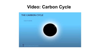 Video: Carbon Cycle
 