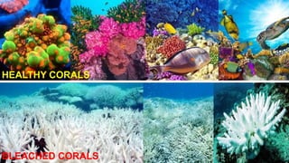 HEALTHY CORALS
BLEACHED CORALS
 