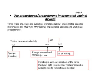 • Use progestagen/progesterone impregnated vaginal
devices
Three types of devices are available: cronolone (20mg) impregnated sponges
(Chronogest CR, MSD AH), MAP (60mg) impregnated sponges and CIDR(0.3g
progesterone)
Typical treatment schedule
Day 0 Day 14 Day 17
Sponge
insertion
Sponge removal and
PMSG injection
AI or mating
55h
SHEEP
If mating is used, preparation of the rams
(flushing, light treatment or melatonin) and a
suitable ewe to ram ratio are needed
 