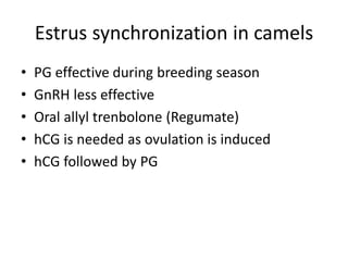 Estrus synchronization in camels
• PG effective during breeding season
• GnRH less effective
• Oral allyl trenbolone (Regumate)
• hCG is needed as ovulation is induced
• hCG followed by PG
 