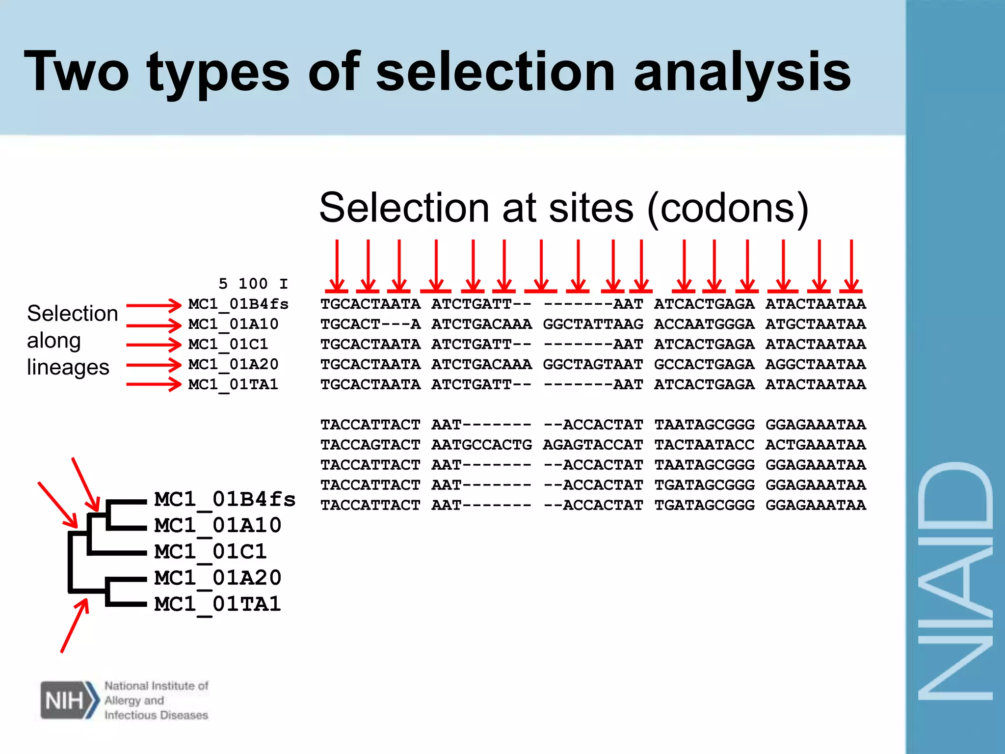 Two types of selection analysis
5 100 I
MC1_01B4fs TGCACTAATA ATCTGATT-- -------AAT ATCACTGAGA ATACTAATAA
MC1_01A10 TGCACT---A ATCTGACAAA GGCTATTAAG ACCAATGGGA ATGCTAATAA
MC1_01C1 TGCACTAATA ATCTGATT-- -------AAT ATCACTGAGA ATACTAATAA
MC1_01A20 TGCACTAATA ATCTGACAAA GGCTAGTAAT GCCACTGAGA AGGCTAATAA
MC1_01TA1 TGCACTAATA ATCTGATT-- -------AAT ATCACTGAGA ATACTAATAA
TACCATTACT AAT------- --ACCACTAT TAATAGCGGG GGAGAAATAA
TACCAGTACT AATGCCACTG AGAGTACCAT TACTAATACC ACTGAAATAA
TACCATTACT AAT------- --ACCACTAT TAATAGCGGG GGAGAAATAA
TACCATTACT AAT------- --ACCACTAT TGATAGCGGG GGAGAAATAA
TACCATTACT AAT------- --ACCACTAT TGATAGCGGG GGAGAAATAA
Selection at sites (codons)
Selection
along
lineages
MC1_01B4fs
MC1_01A10
MC1_01C1
MC1_01A20
MC1_01TA1
 