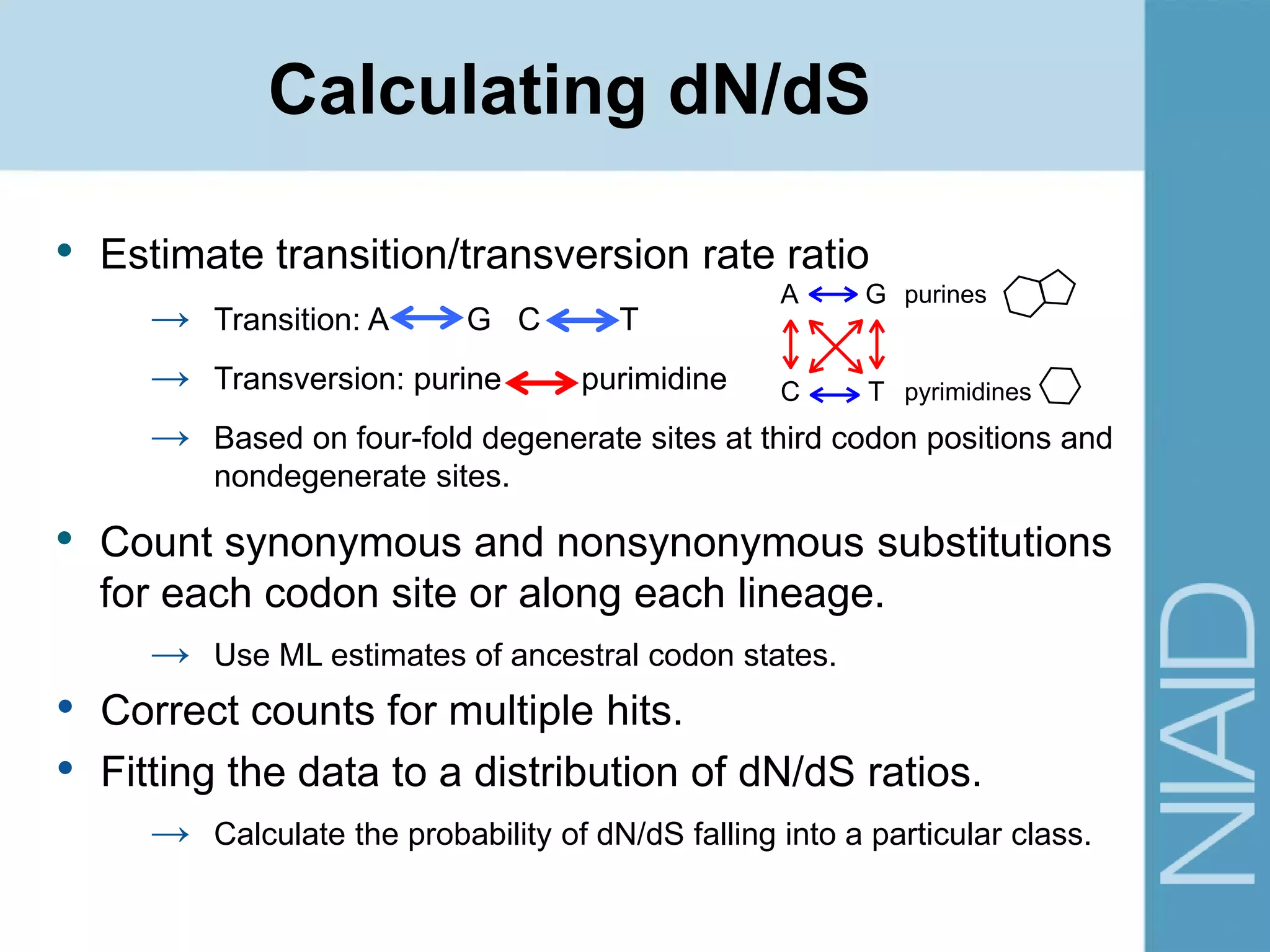 Calculating dN/dS
• Estimate transition/transversion rate ratio
→ Transition: A G C T
→ Transversion: purine purimidine
→ Based on four-fold degenerate sites at third codon positions and
nondegenerate sites.
• Count synonymous and nonsynonymous substitutions
for each codon site or along each lineage.
→ Use ML estimates of ancestral codon states.
• Correct counts for multiple hits.
• Fitting the data to a distribution of dN/dS ratios.
→ Calculate the probability of dN/dS falling into a particular class.
A G
C T
purines
pyrimidines
 