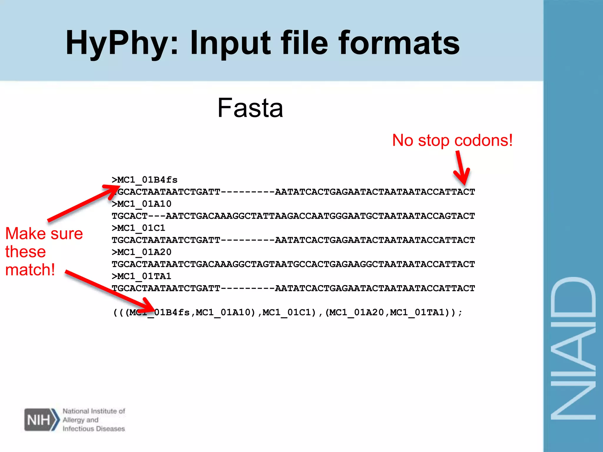 HyPhy: Input file formats
>MC1_01B4fs
TGCACTAATAATCTGATT---------AATATCACTGAGAATACTAATAATACCATTACT
>MC1_01A10
TGCACT---AATCTGACAAAGGCTATTAAGACCAATGGGAATGCTAATAATACCAGTACT
>MC1_01C1
TGCACTAATAATCTGATT---------AATATCACTGAGAATACTAATAATACCATTACT
>MC1_01A20
TGCACTAATAATCTGACAAAGGCTAGTAATGCCACTGAGAAGGCTAATAATACCATTACT
>MC1_01TA1
TGCACTAATAATCTGATT---------AATATCACTGAGAATACTAATAATACCATTACT
(((MC1_01B4fs,MC1_01A10),MC1_01C1),(MC1_01A20,MC1_01TA1));
Fasta
Make sure
these
match!
No stop codons!
 