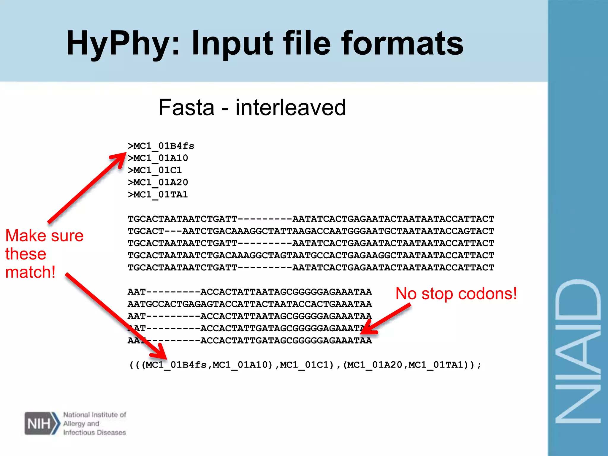 HyPhy: Input file formats
>MC1_01B4fs
>MC1_01A10
>MC1_01C1
>MC1_01A20
>MC1_01TA1
TGCACTAATAATCTGATT---------AATATCACTGAGAATACTAATAATACCATTACT
TGCACT---AATCTGACAAAGGCTATTAAGACCAATGGGAATGCTAATAATACCAGTACT
TGCACTAATAATCTGATT---------AATATCACTGAGAATACTAATAATACCATTACT
TGCACTAATAATCTGACAAAGGCTAGTAATGCCACTGAGAAGGCTAATAATACCATTACT
TGCACTAATAATCTGATT---------AATATCACTGAGAATACTAATAATACCATTACT
AAT---------ACCACTATTAATAGCGGGGGAGAAATAA
AATGCCACTGAGAGTACCATTACTAATACCACTGAAATAA
AAT---------ACCACTATTAATAGCGGGGGAGAAATAA
AAT---------ACCACTATTGATAGCGGGGGAGAAATAA
AAT---------ACCACTATTGATAGCGGGGGAGAAATAA
(((MC1_01B4fs,MC1_01A10),MC1_01C1),(MC1_01A20,MC1_01TA1));
Fasta - interleaved
Make sure
these
match!
No stop codons!
 