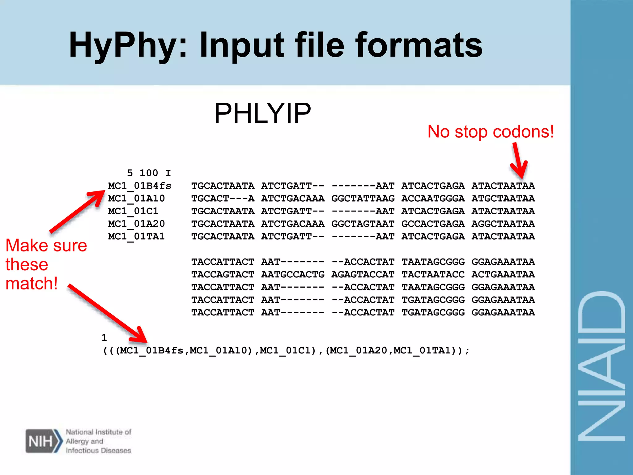 HyPhy: Input file formats
5 100 I
MC1_01B4fs TGCACTAATA ATCTGATT-- -------AAT ATCACTGAGA ATACTAATAA
MC1_01A10 TGCACT---A ATCTGACAAA GGCTATTAAG ACCAATGGGA ATGCTAATAA
MC1_01C1 TGCACTAATA ATCTGATT-- -------AAT ATCACTGAGA ATACTAATAA
MC1_01A20 TGCACTAATA ATCTGACAAA GGCTAGTAAT GCCACTGAGA AGGCTAATAA
MC1_01TA1 TGCACTAATA ATCTGATT-- -------AAT ATCACTGAGA ATACTAATAA
TACCATTACT AAT------- --ACCACTAT TAATAGCGGG GGAGAAATAA
TACCAGTACT AATGCCACTG AGAGTACCAT TACTAATACC ACTGAAATAA
TACCATTACT AAT------- --ACCACTAT TAATAGCGGG GGAGAAATAA
TACCATTACT AAT------- --ACCACTAT TGATAGCGGG GGAGAAATAA
TACCATTACT AAT------- --ACCACTAT TGATAGCGGG GGAGAAATAA
1
(((MC1_01B4fs,MC1_01A10),MC1_01C1),(MC1_01A20,MC1_01TA1));
PHLYIP
Make sure
these
match!
No stop codons!
 