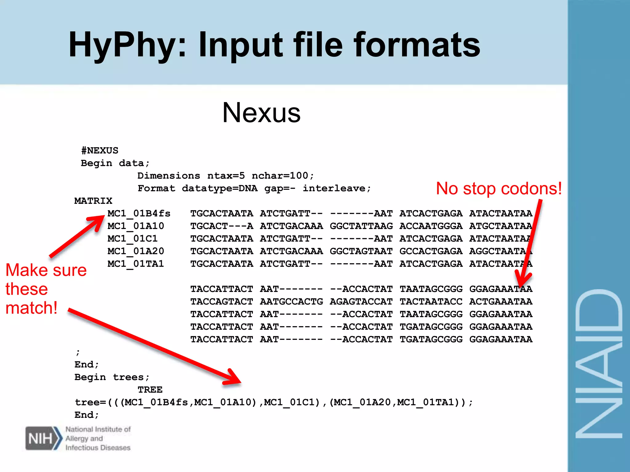 HyPhy: Input file formats
#NEXUS
Begin data;
Dimensions ntax=5 nchar=100;
Format datatype=DNA gap=- interleave;
MATRIX
MC1_01B4fs TGCACTAATA ATCTGATT-- -------AAT ATCACTGAGA ATACTAATAA
MC1_01A10 TGCACT---A ATCTGACAAA GGCTATTAAG ACCAATGGGA ATGCTAATAA
MC1_01C1 TGCACTAATA ATCTGATT-- -------AAT ATCACTGAGA ATACTAATAA
MC1_01A20 TGCACTAATA ATCTGACAAA GGCTAGTAAT GCCACTGAGA AGGCTAATAA
MC1_01TA1 TGCACTAATA ATCTGATT-- -------AAT ATCACTGAGA ATACTAATAA
TACCATTACT AAT------- --ACCACTAT TAATAGCGGG GGAGAAATAA
TACCAGTACT AATGCCACTG AGAGTACCAT TACTAATACC ACTGAAATAA
TACCATTACT AAT------- --ACCACTAT TAATAGCGGG GGAGAAATAA
TACCATTACT AAT------- --ACCACTAT TGATAGCGGG GGAGAAATAA
TACCATTACT AAT------- --ACCACTAT TGATAGCGGG GGAGAAATAA
;
End;
Begin trees;
TREE
tree=(((MC1_01B4fs,MC1_01A10),MC1_01C1),(MC1_01A20,MC1_01TA1));
End;
Nexus
Make sure
these
match!
No stop codons!
 