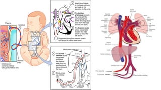 Lecture 6 Fetal physiology and normal growth | PPTX