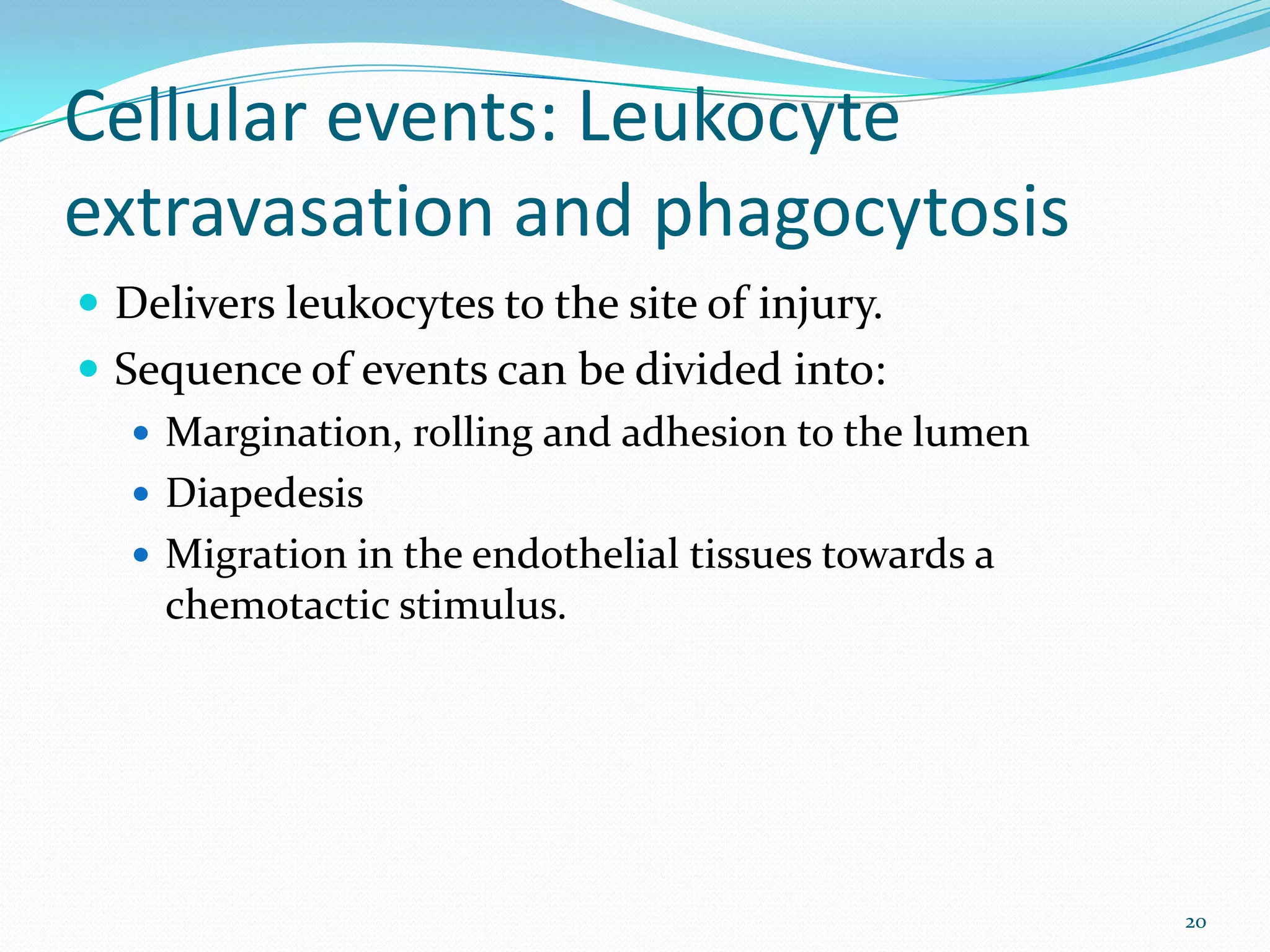 Cellular events: Leukocyte
extravasation and phagocytosis
 Delivers leukocytes to the site of injury.
 Sequence of events can be divided into:
 Margination, rolling and adhesion to the lumen
 Diapedesis
 Migration in the endothelial tissues towards a
chemotactic stimulus.
20
 