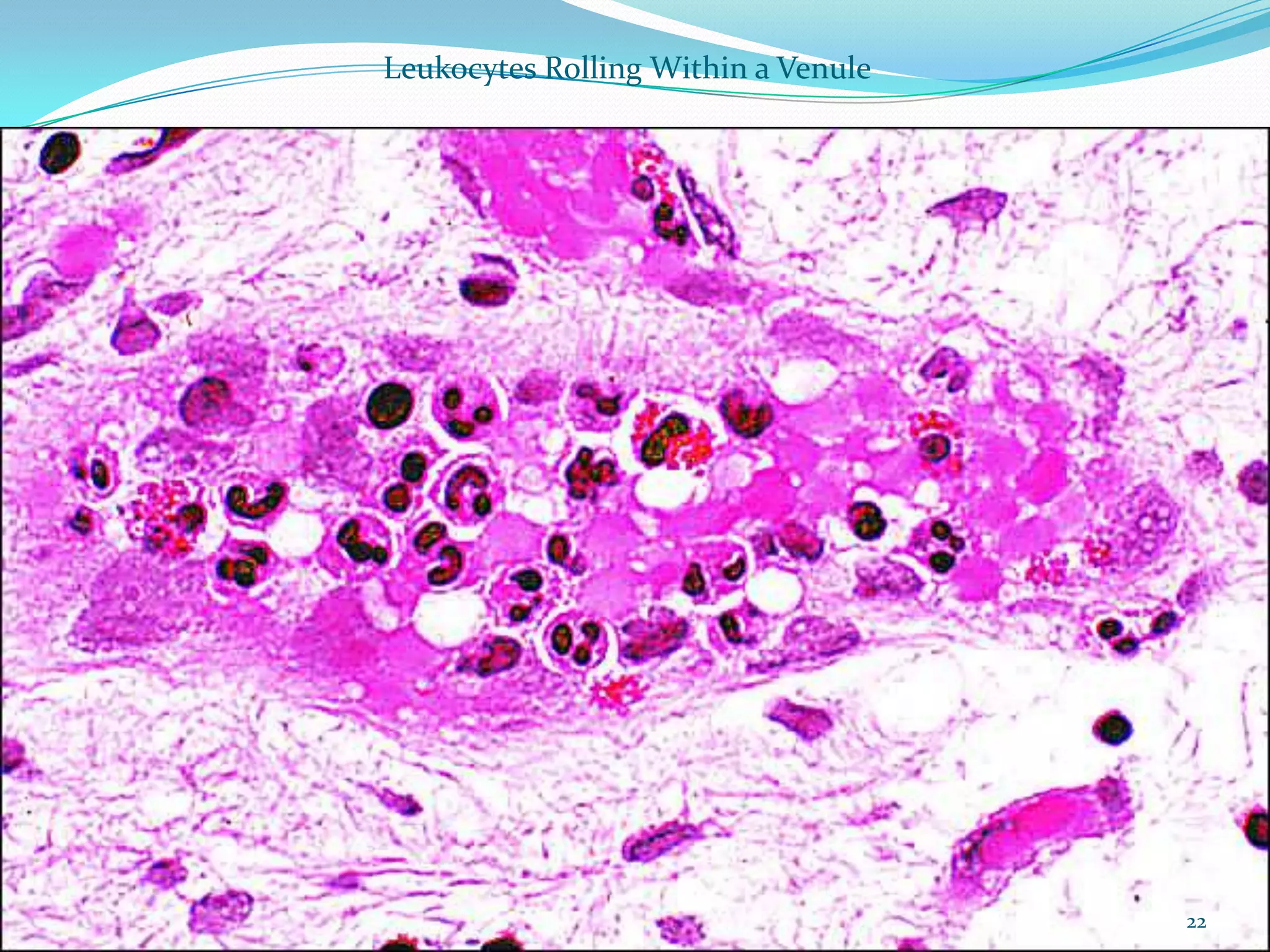 Leukocytes Rolling Within a Venule
22
 