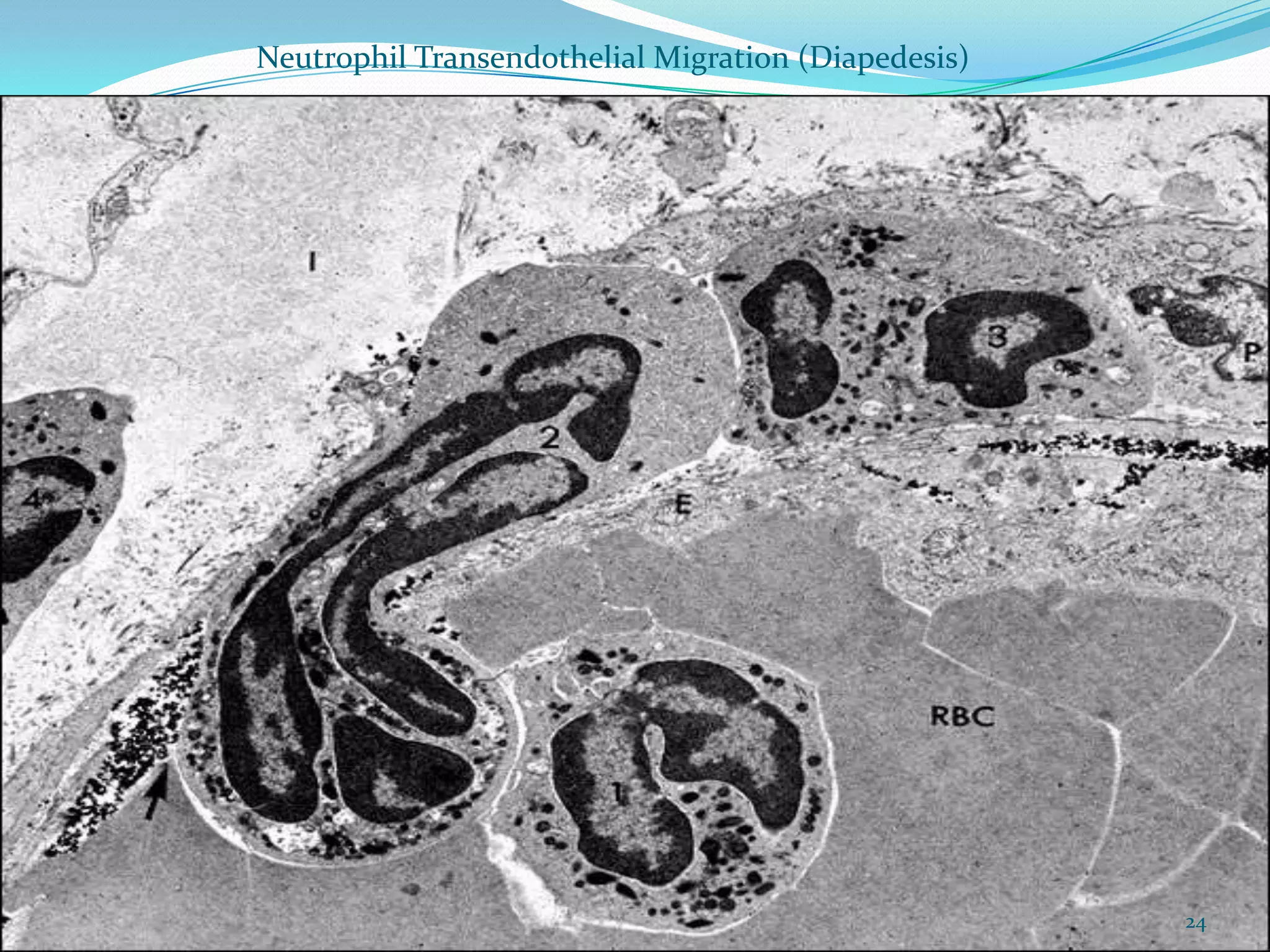 Neutrophil Transendothelial Migration (Diapedesis)
24
 