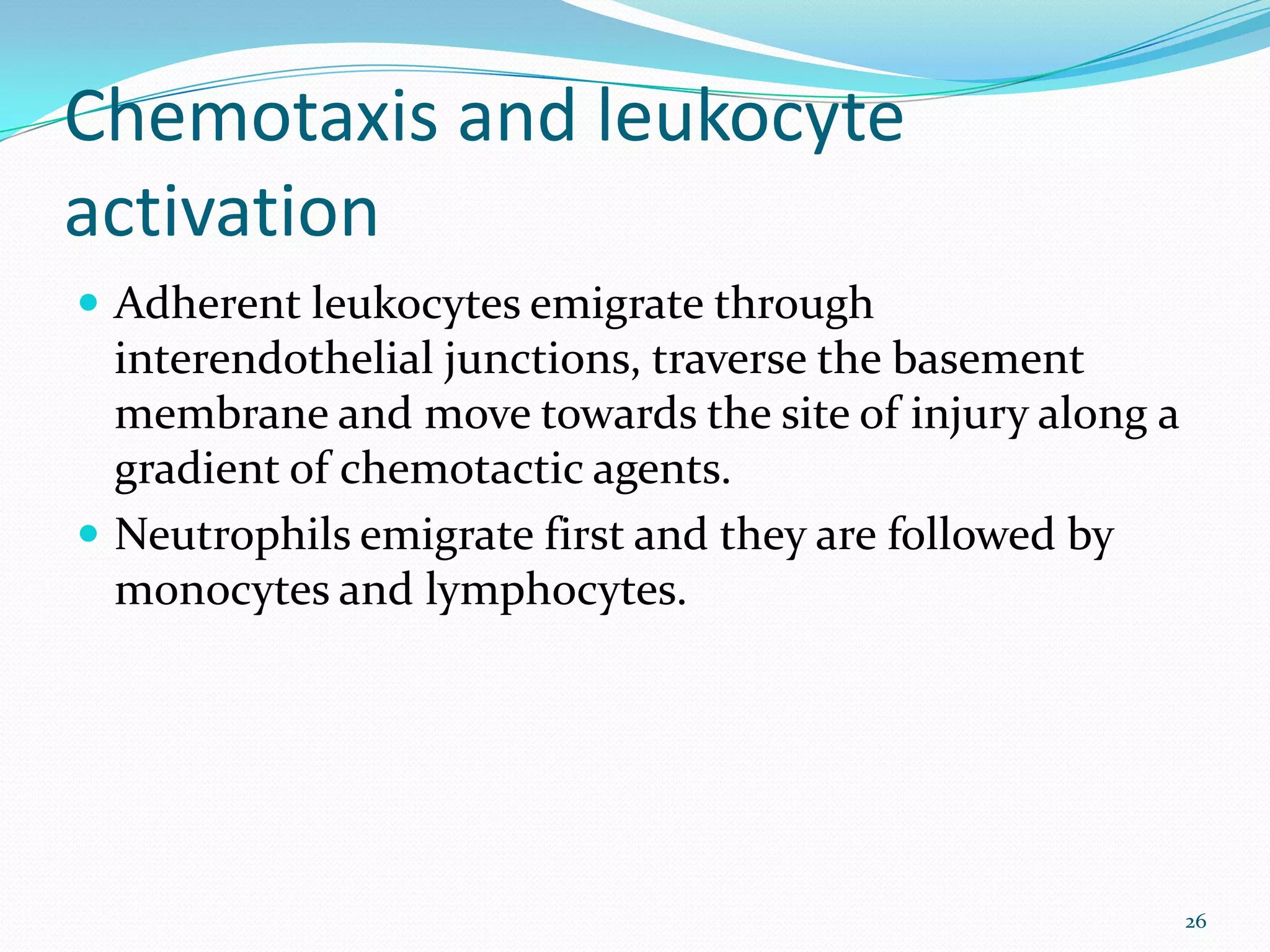 Chemotaxis and leukocyte
activation
 Adherent leukocytes emigrate through
interendothelial junctions, traverse the basement
membrane and move towards the site of injury along a
gradient of chemotactic agents.
 Neutrophils emigrate first and they are followed by
monocytes and lymphocytes.
26
 
