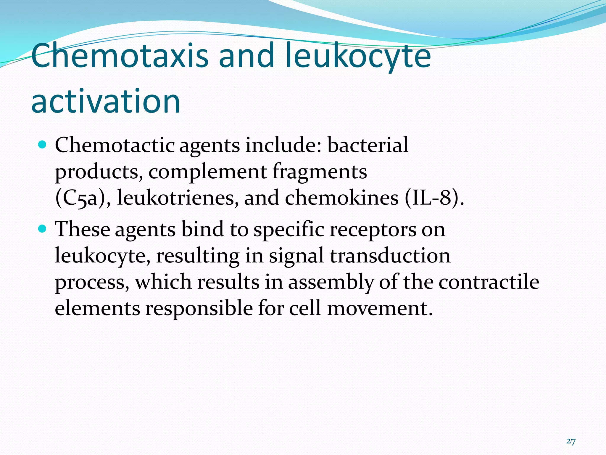 Chemotaxis and leukocyte
activation
 Chemotactic agents include: bacterial
products, complement fragments
(C5a), leukotrienes, and chemokines (IL-8).
 These agents bind to specific receptors on
leukocyte, resulting in signal transduction
process, which results in assembly of the contractile
elements responsible for cell movement.
27
 
