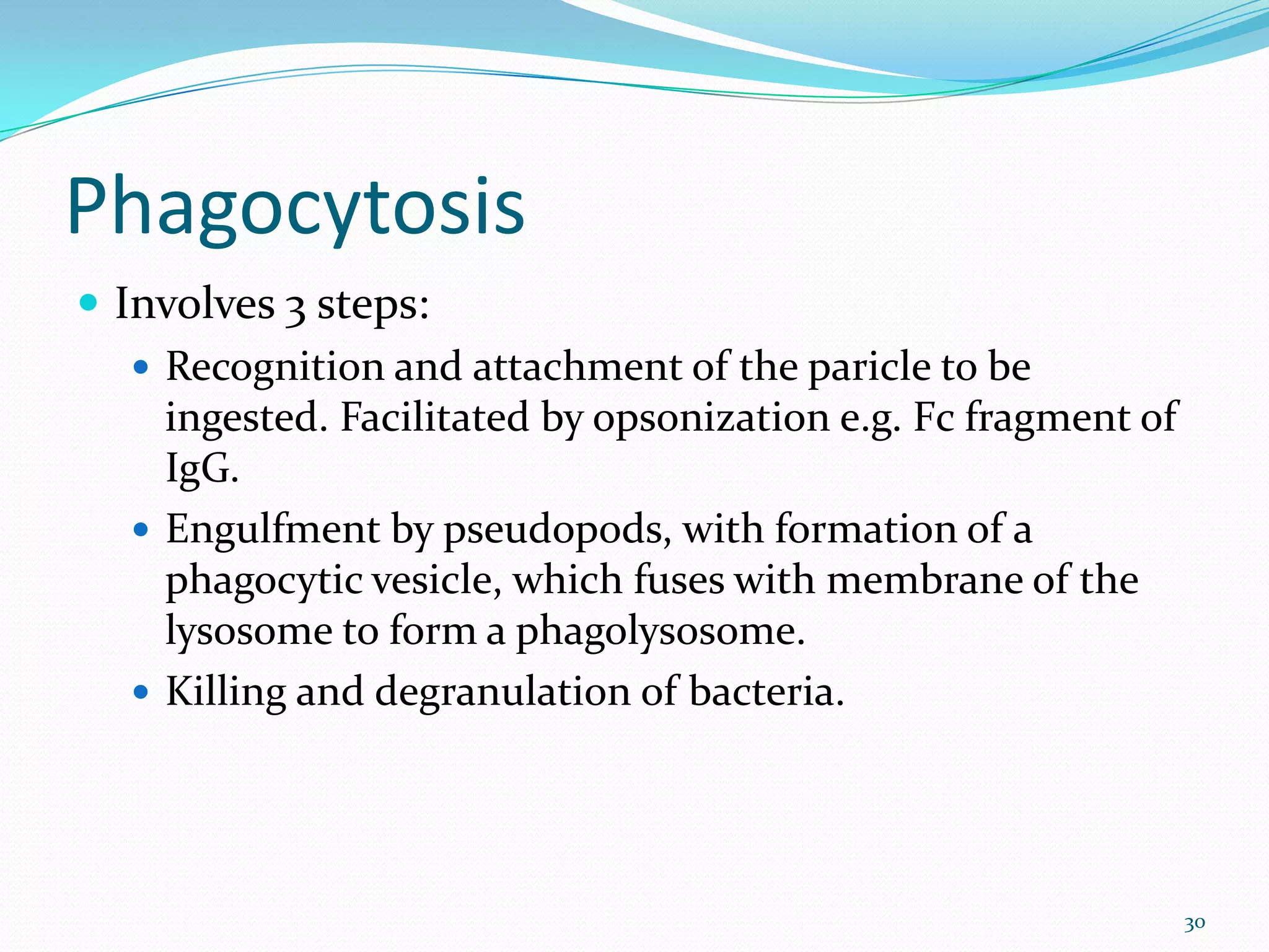 Phagocytosis
 Involves 3 steps:
 Recognition and attachment of the paricle to be
ingested. Facilitated by opsonization e.g. Fc fragment of
IgG.
 Engulfment by pseudopods, with formation of a
phagocytic vesicle, which fuses with membrane of the
lysosome to form a phagolysosome.
 Killing and degranulation of bacteria.
30
 