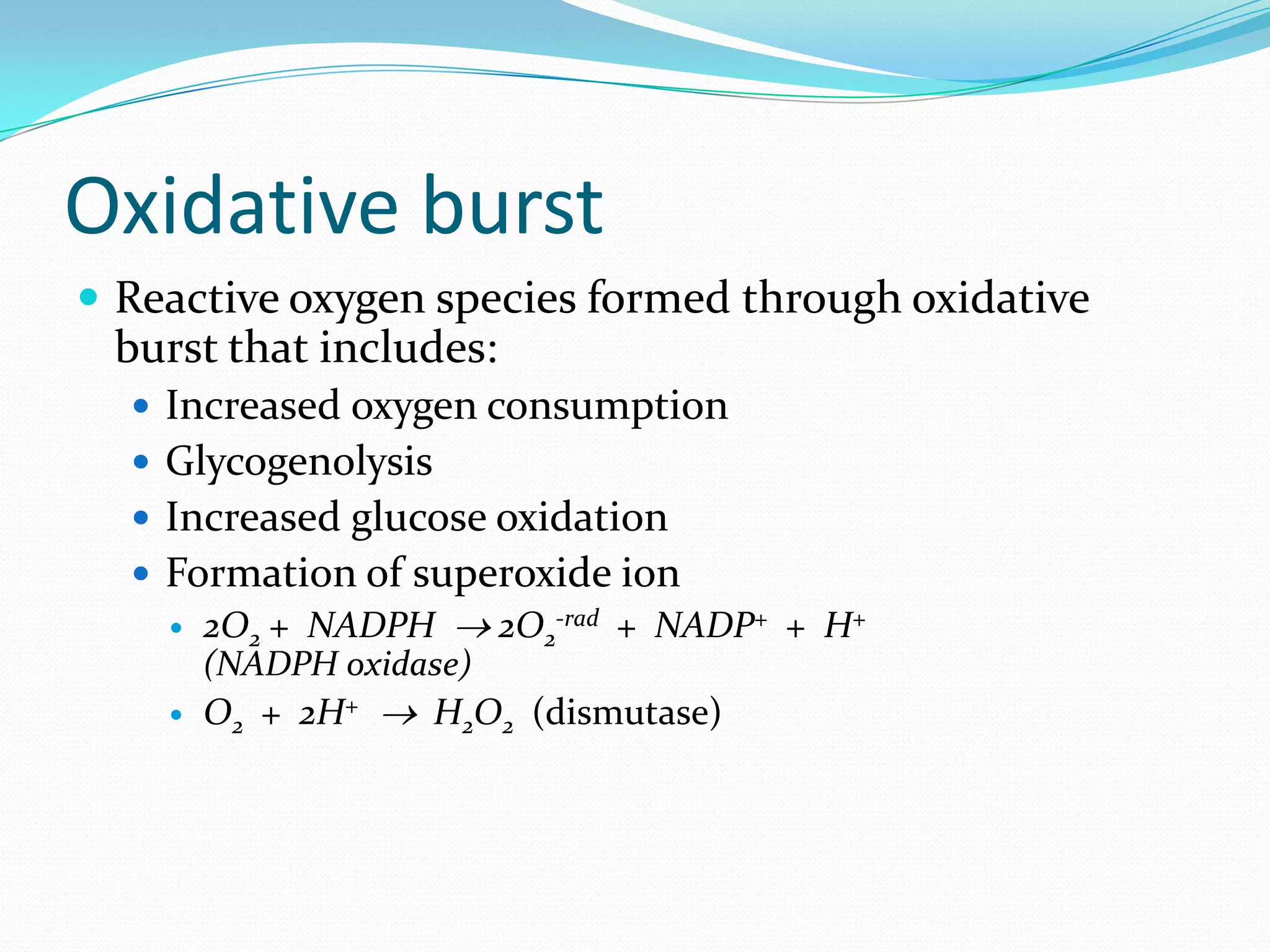 Oxidative burst
 Reactive oxygen species formed through oxidative
burst that includes:
 Increased oxygen consumption
 Glycogenolysis
 Increased glucose oxidation
 Formation of superoxide ion
 2O2 + NADPH  2O2
-rad + NADP+ + H+
(NADPH oxidase)
 O2 + 2H+  H2O2 (dismutase)
 
