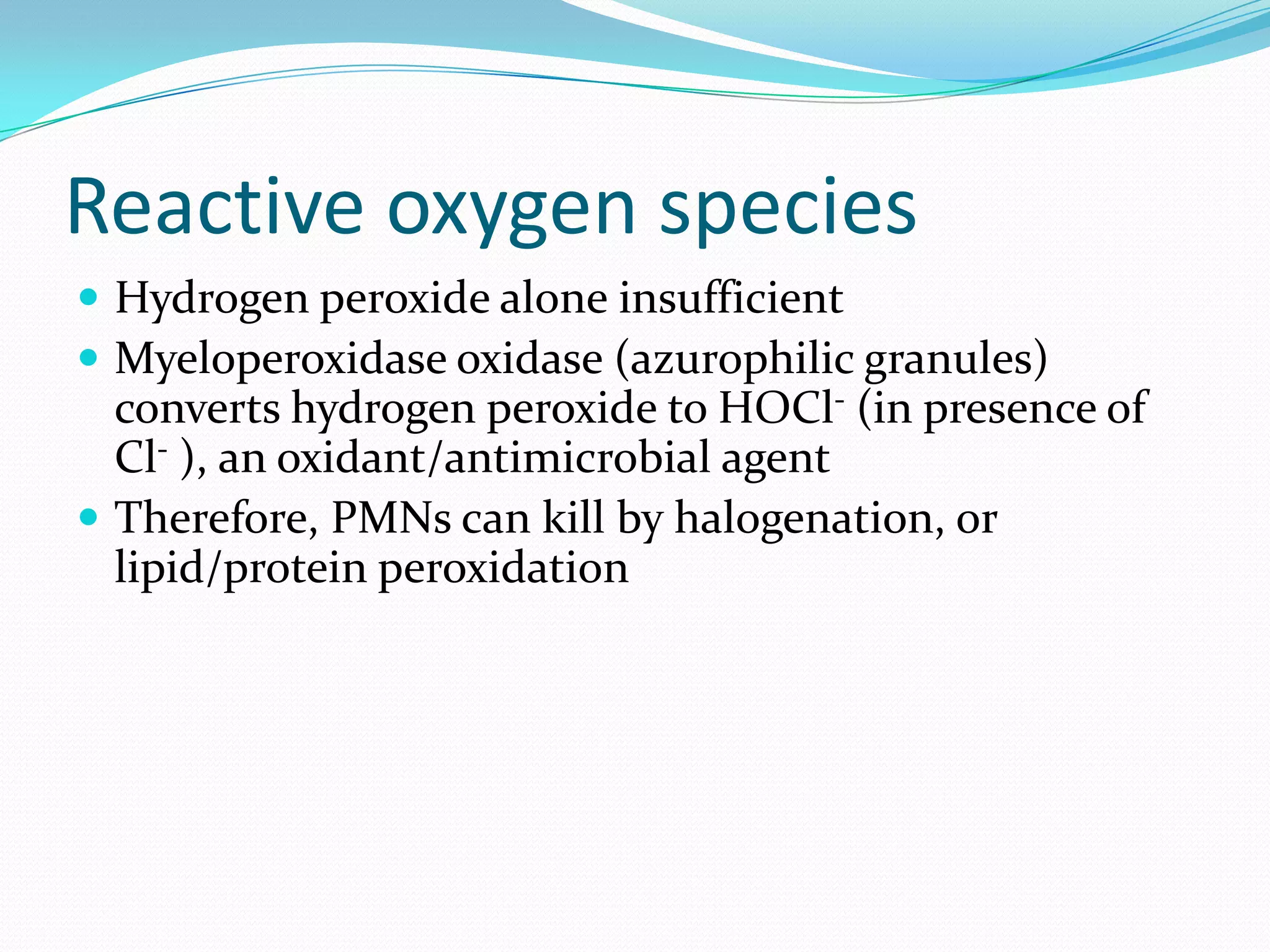 Reactive oxygen species
 Hydrogen peroxide alone insufficient
 Myeloperoxidase oxidase (azurophilic granules)
converts hydrogen peroxide to HOCl- (in presence of
Cl- ), an oxidant/antimicrobial agent
 Therefore, PMNs can kill by halogenation, or
lipid/protein peroxidation
 