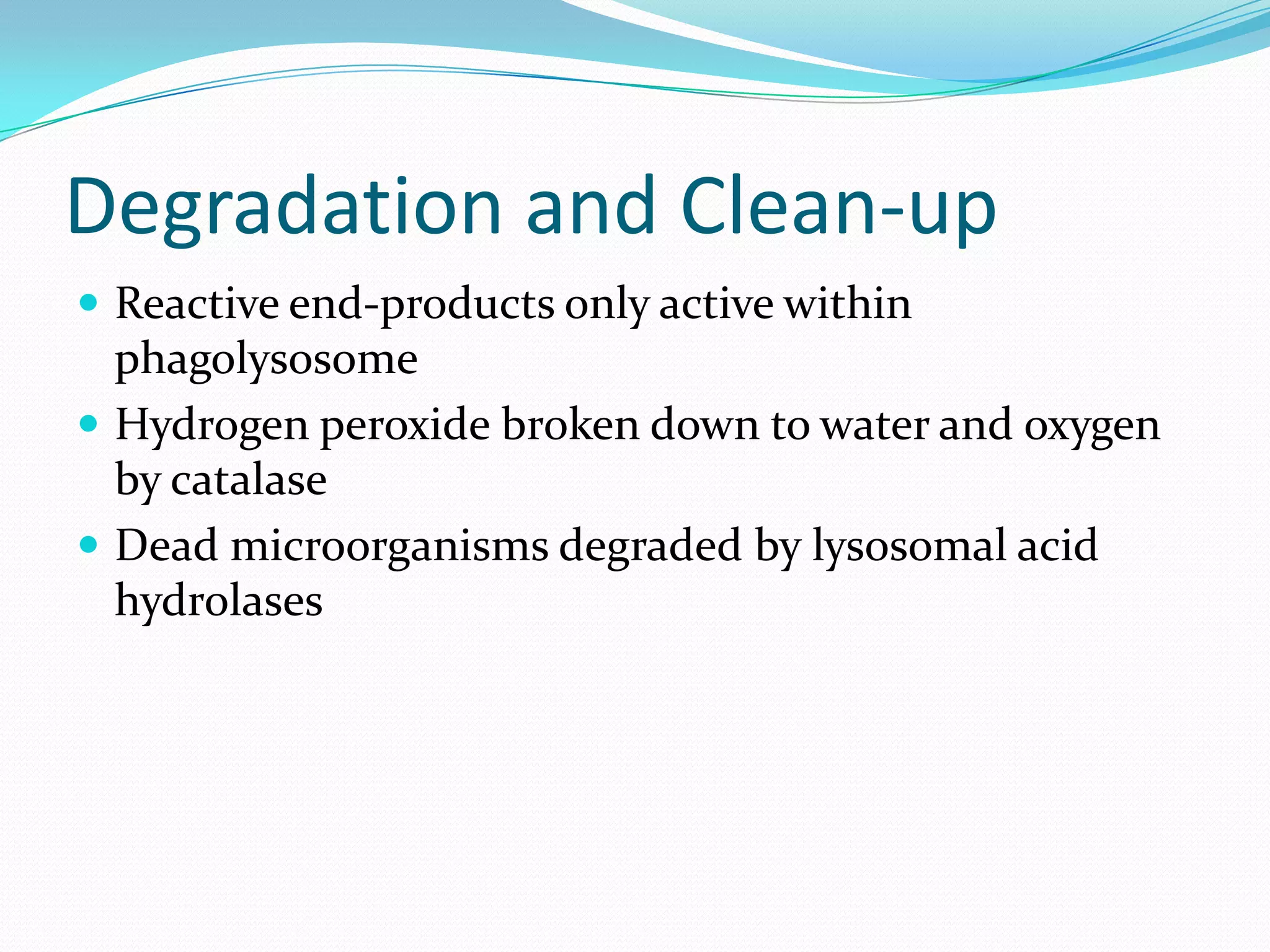 Degradation and Clean-up
 Reactive end-products only active within
phagolysosome
 Hydrogen peroxide broken down to water and oxygen
by catalase
 Dead microorganisms degraded by lysosomal acid
hydrolases
 