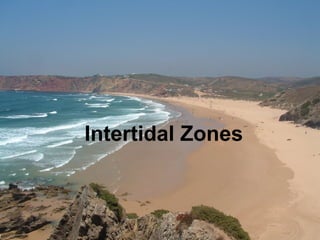 Intertidal Zones
 