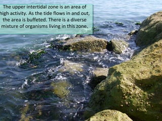The upper intertidal zone is an area of
high activity. As the tide flows in and out,
the area is buffeted. There is a diverse
mixture of organisms living in this zone.
The upper intertidal zone is an area of
high activity. As the tide flows in and out,
the area is buffeted. There is a diverse
mixture of organisms living in this zone.
 