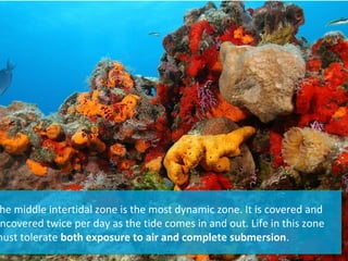The middle intertidal zone is the most dynamic zone. It is covered and
uncovered twice per day as the tide comes in and out. Life in this zone
must tolerate both exposure to air and complete submersion.
he middle intertidal zone is the most dynamic zone. It is covered and
ncovered twice per day as the tide comes in and out. Life in this zone
must tolerate both exposure to air and complete submersion.
 