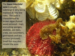 The lower intertidal
zone is usually
submerged, only being
exposed at very low
tides. The zone is
characterised by
brown algae (funnel
weed pictured – top),
encrusting sponges,
abalone, sea stars,
crabs, sea cucumbers,
gastropods and sea
urchins (pictured).
Small fish may also
inhabit the area.
 