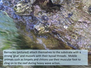 Barnacles (pictured) attach themselves to the substrate with a
strong ‘glue’ and mussels with their byssal threads. Mobile
animals such as limpets and chitons use their muscular foot to
cling on to the reef during heavy wave action.
 