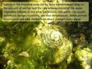 Salinity in the intertidal zone can be quite variable depending on
the amount of rainfall, and the rate of evaporation of the water.
Organisms inhabiting this area, particularly rock pools, can usually
withstand changes in salinity, and also temperature. Some animals
in rock pools will take shelter from direct sunlight under algae.
 