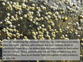 Animals inhabiting the intertidal zone may be restricted as to when
they can feed. Many sessile animals are filter feeders (feed on
planktonic material in the water) and thus are unable to feed when
the tide is out. Those animals that are not filter feeders may also
be restricted as they seek shelter from the elements and predators
at low tide.
 