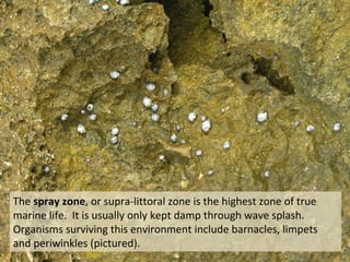 The spray zone, or supra-littoral zone is the highest zone of true
marine life. It is usually only kept damp through wave splash.
Organisms surviving this environment include barnacles, limpets
and periwinkles (pictured).
 