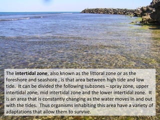 Lecture 6 Intertidal Zones