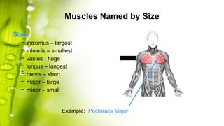 Lecture 6 Nomenclature of muscles anatomy.pptx