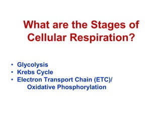 What are the Stages of
Cellular Respiration?
• Glycolysis
• Krebs Cycle
• Electron Transport Chain (ETC)/
Oxidative Phosphorylation
 