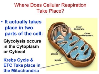 Where Does Cellular Respiration
Take Place?
• It actually takes
place in two
parts of the cell:
Glycolysis occurs
in the Cytoplasm
or Cytosol
Krebs Cycle &
ETC Take place in
the Mitochondria
 