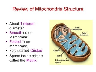Review of Mitochondria Structure
• About 1 micron
diameter
• Smooth outer
Membrane
• Folded inner
membrane
• Folds called Cristae
• Space inside cristae
called the Matrix Intermembrane
space
 