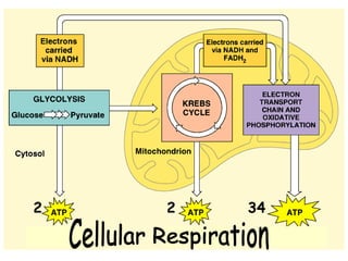 Cellular Respiration
2 2 34
 