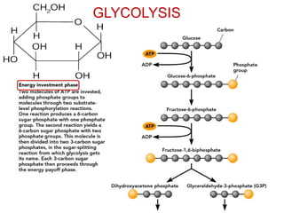 GLYCOLYSIS
 