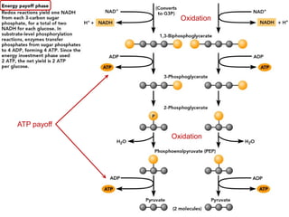 Oxidation
Oxidation
ATP payoff
 