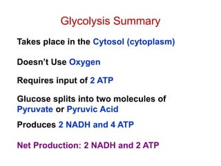 Glycolysis Summary
Takes place in the Cytosol (cytoplasm)
Doesn’t Use Oxygen
Requires input of 2 ATP
Glucose splits into two molecules of
Pyruvate or Pyruvic Acid
Produces 2 NADH and 4 ATP
Net Production: 2 NADH and 2 ATP
 