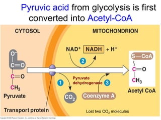 Pyruvic acid from glycolysis is first
converted into Acetyl-CoA
Pyruvate
dehydrogenase
Lost two CO2 molecules
 