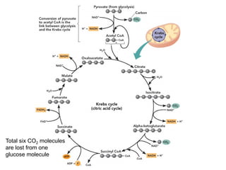 Total six CO2 molecules
are lost from one
glucose molecule
 