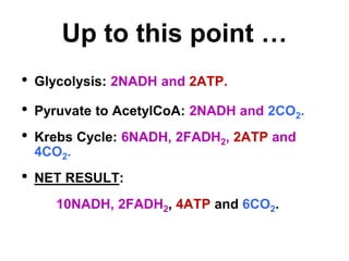 Up to this point …
• Glycolysis: 2NADH and 2ATP.
• Pyruvate to AcetylCoA: 2NADH and 2CO2.
• Krebs Cycle: 6NADH, 2FADH2, 2ATP and
4CO2.
• NET RESULT:
10NADH, 2FADH2, 4ATP and 6CO2.
 