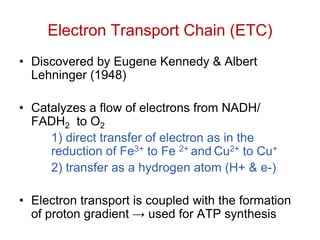 Electron Transport Chain (ETC)
• Discovered by Eugene Kennedy & Albert
Lehninger (1948)
• Catalyzes a flow of electrons from NADH/
FADH2 to O2
1) direct transfer of electron as in the
reduction of Fe3+ to Fe 2+ and Cu2+ to Cu+
2) transfer as a hydrogen atom (H+ & e-)
• Electron transport is coupled with the formation
of proton gradient → used for ATP synthesis
 