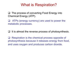  The process of converting Food Energy into
Chemical Energy (ATP).
 ATPs (energy currency) are used to power the
metabolic processes.
 It is almost the reverse process of photosynthesis.
 Respiration is the chemical process opposite of
photosynthesis because it releases energy from food,
and uses oxygen and produces carbon dioxide.
What is Respiration?
 