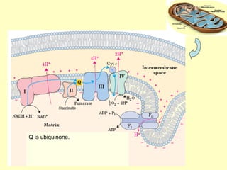 Q is ubiquinone.
 