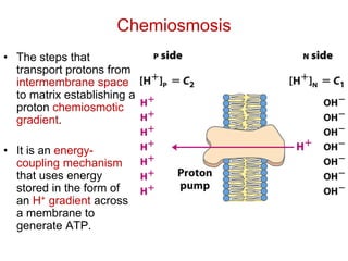 Chemiosmosis
• The steps that
transport protons from
intermembrane space
to matrix establishing a
proton chemiosmotic
gradient.
• It is an energy-
coupling mechanism
that uses energy
stored in the form of
an H+ gradient across
a membrane to
generate ATP.
 